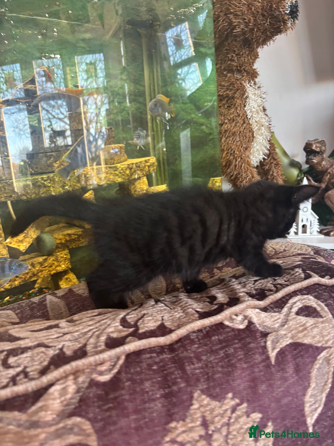 Norwegian Forest Cat cats for sale: Norwegian forest X Black Bombay Kitten (1 boy left - Advert 7