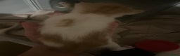 Mixed Breed cats for sale: Ginger tabby cats - Advert 3