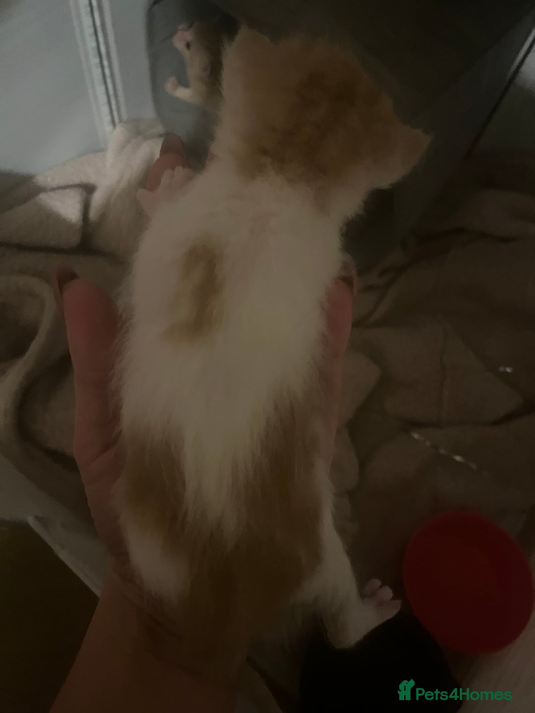 Mixed Breed cats for sale: Ginger tabby cats - Advert 3