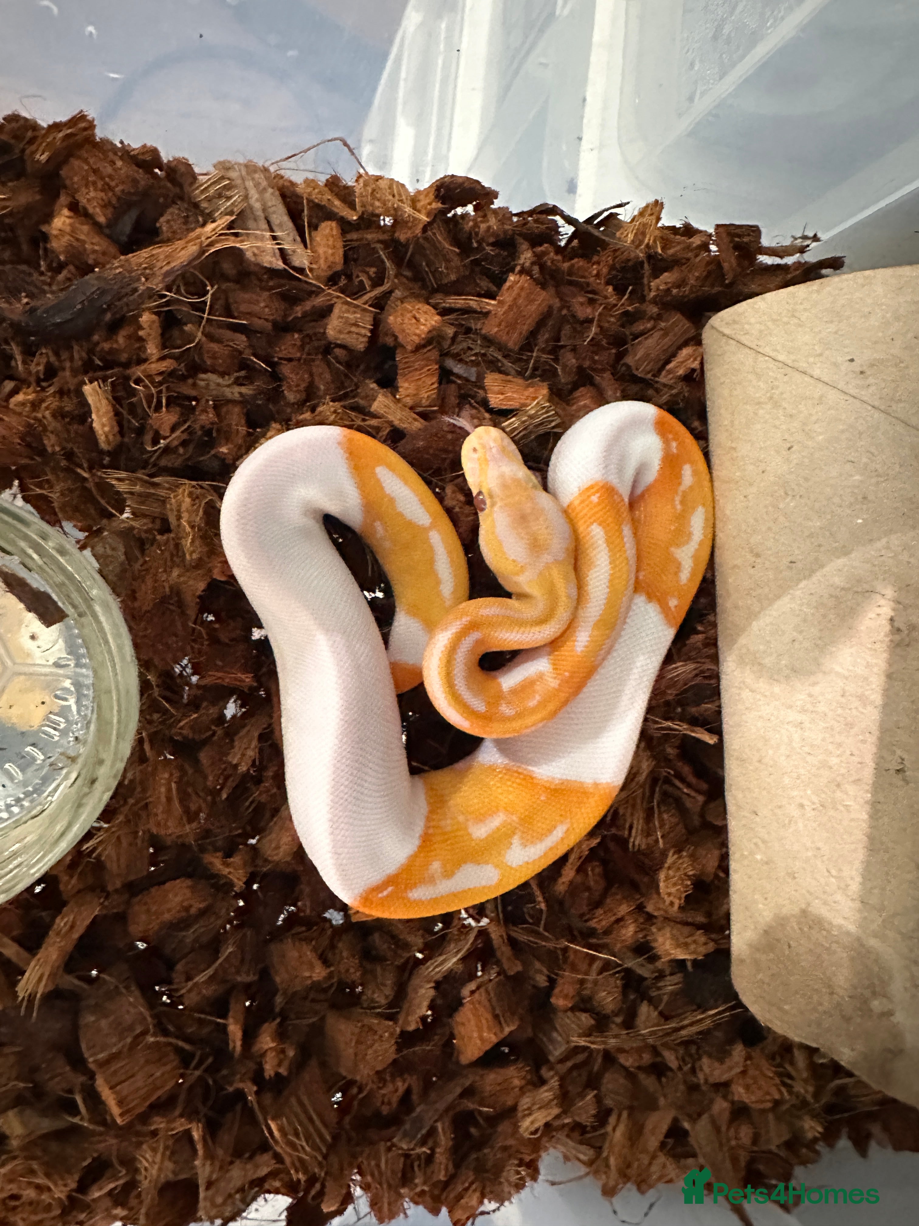 Python Snake reptiles Albino Lavender Pied ‘Dreamsicle’ Ball Pythons - Advert 1