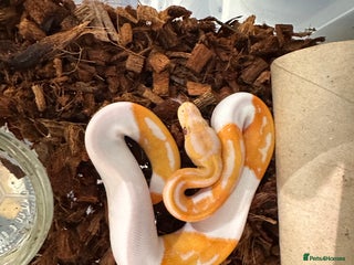 Python Snake reptiles Albino Lavender Pied ‘Dreamsicle’ Ball Pythons - Advert 1
