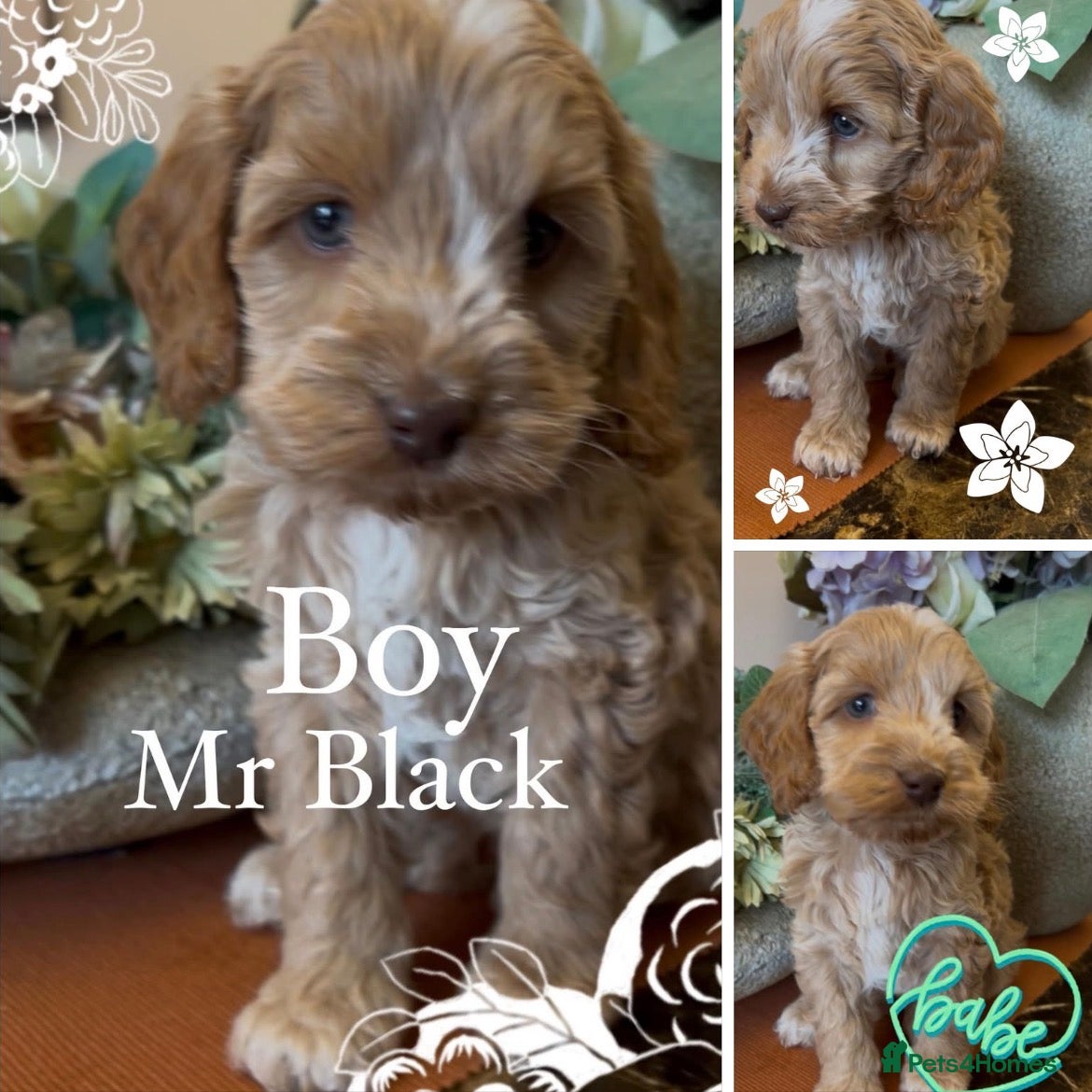 Cockapoo dogs F1 Cockapoo Puppies - Advert 2