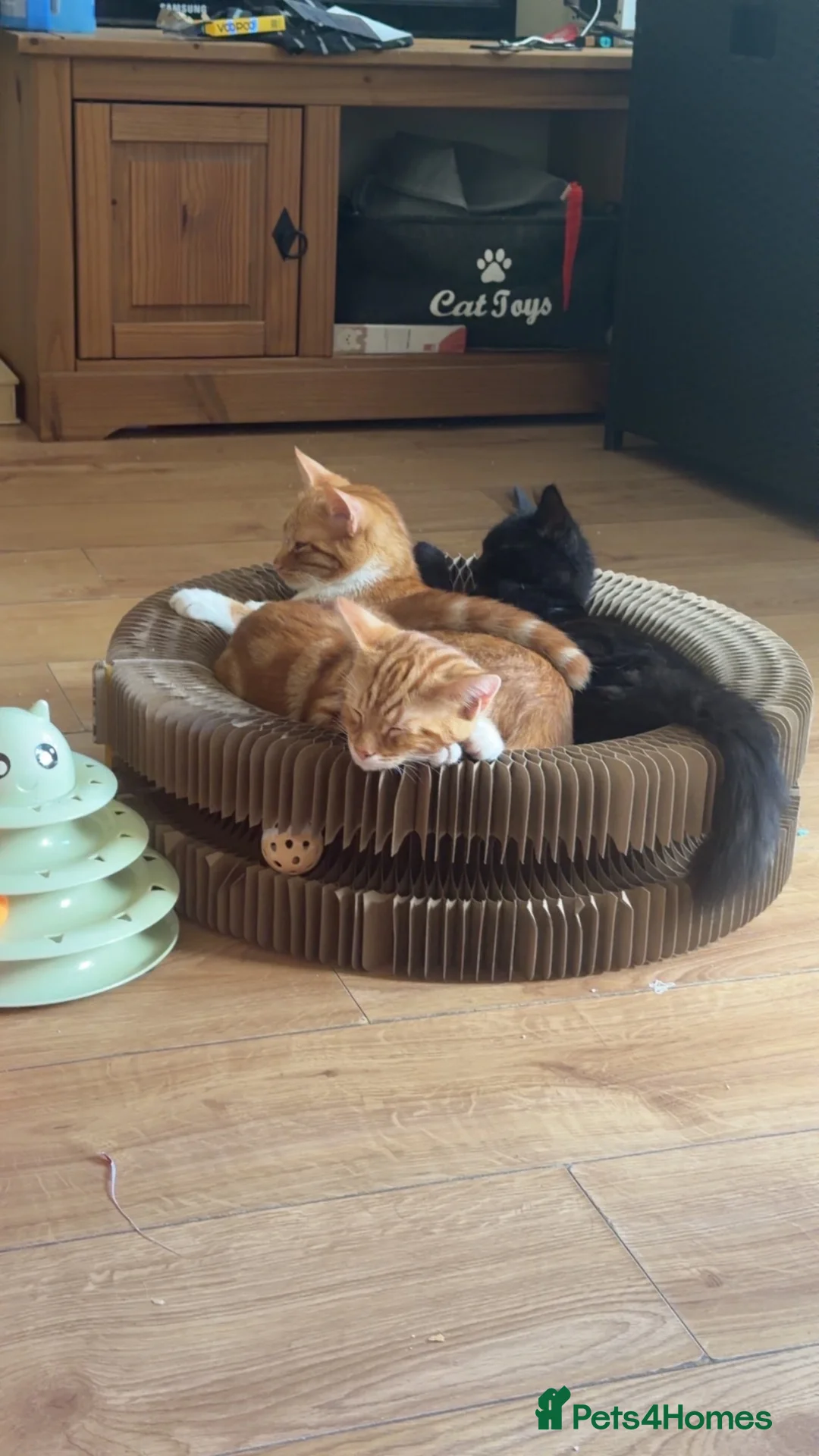 British Longhair cats for sale: Female black longhair in Bridgwater - Advert 3