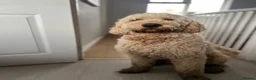 Goldendoodle dogs for stud: StandardGoldendoodle Stud–Intelligent,Non-Shedding in Loughborough - Advert 5