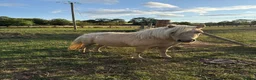 Shetland pony horses for sale: Beautiful Palomino Shetland  - Advert 3