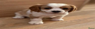 Cavalier King Charles Spaniel 1