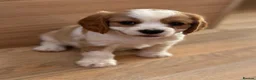 Cavalier King Charles Spaniel dogs for sale: Gorgeous Cavalier King Charles Puppies! - Advert 14