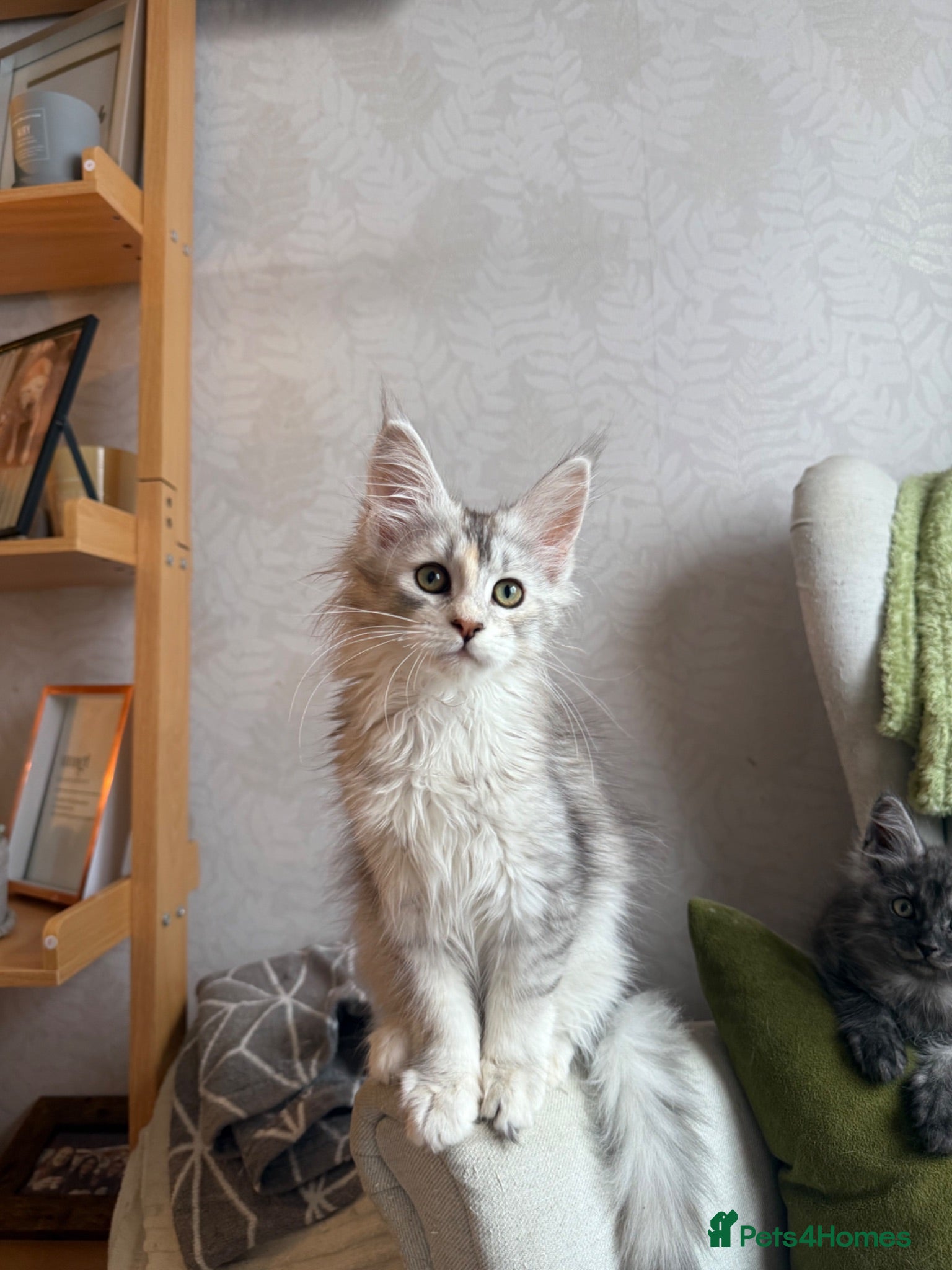Maine Coon cats Maine coon kittens - Advert 2