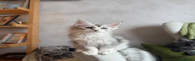 White tortie girl