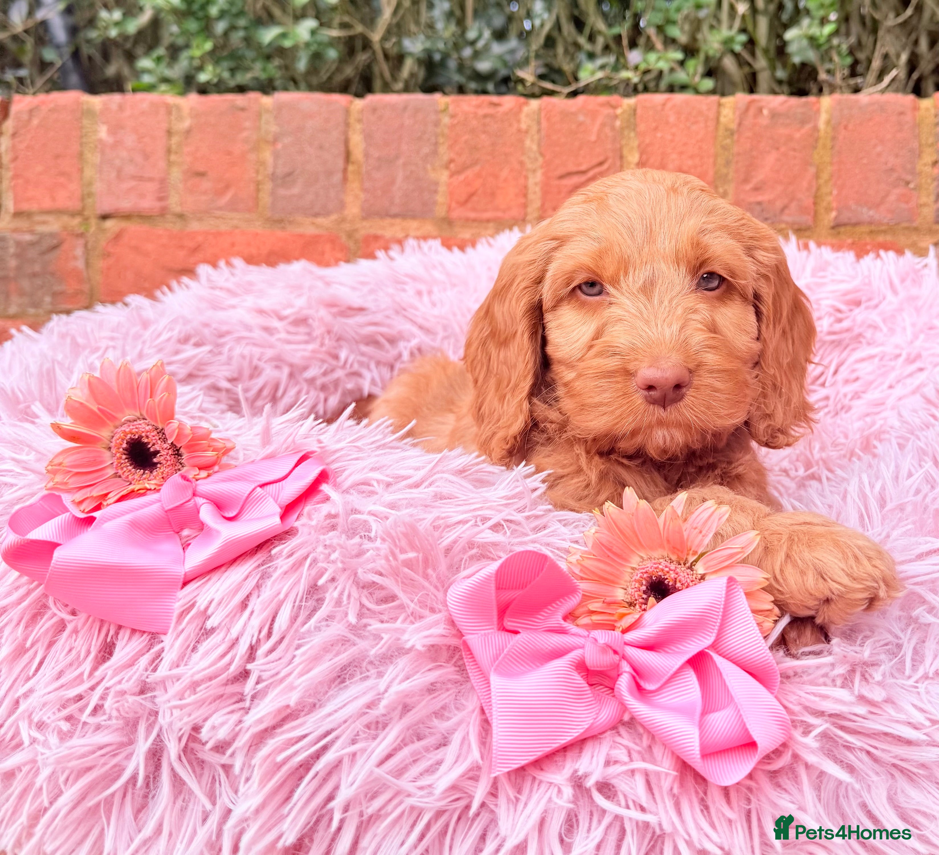 Australian Labradoodle dogs Australian labradoodle ***READY NOW*** - Advert 8