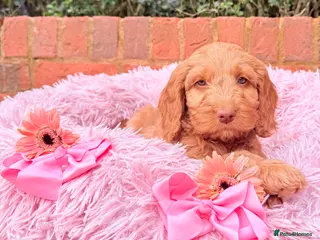 Australian Labradoodle dogs Australian labradoodle ***READY NOW*** - Advert 8