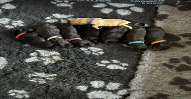 Labrador Retriever dogs - Advert 13