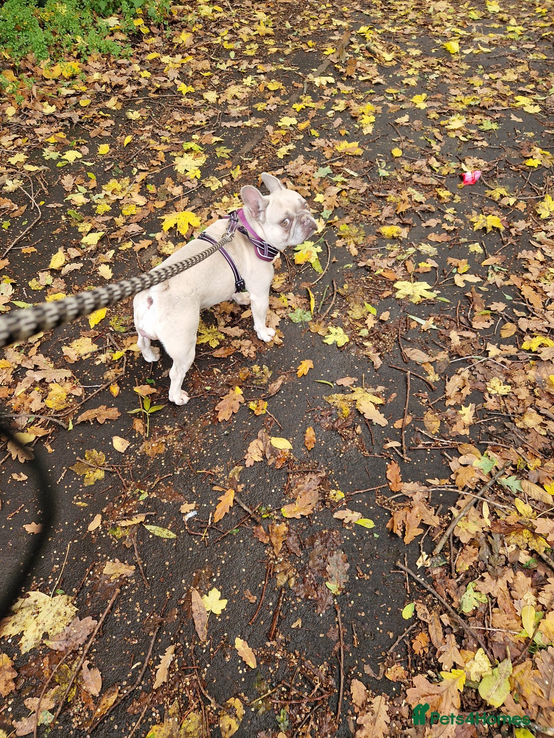 French Bulldog dogs for sale: Kc registered french bulldog dog . - Advert 4