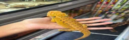 Bearded Dragon reptiles for sale: FEMALE yellow blue bar  - Advert 1