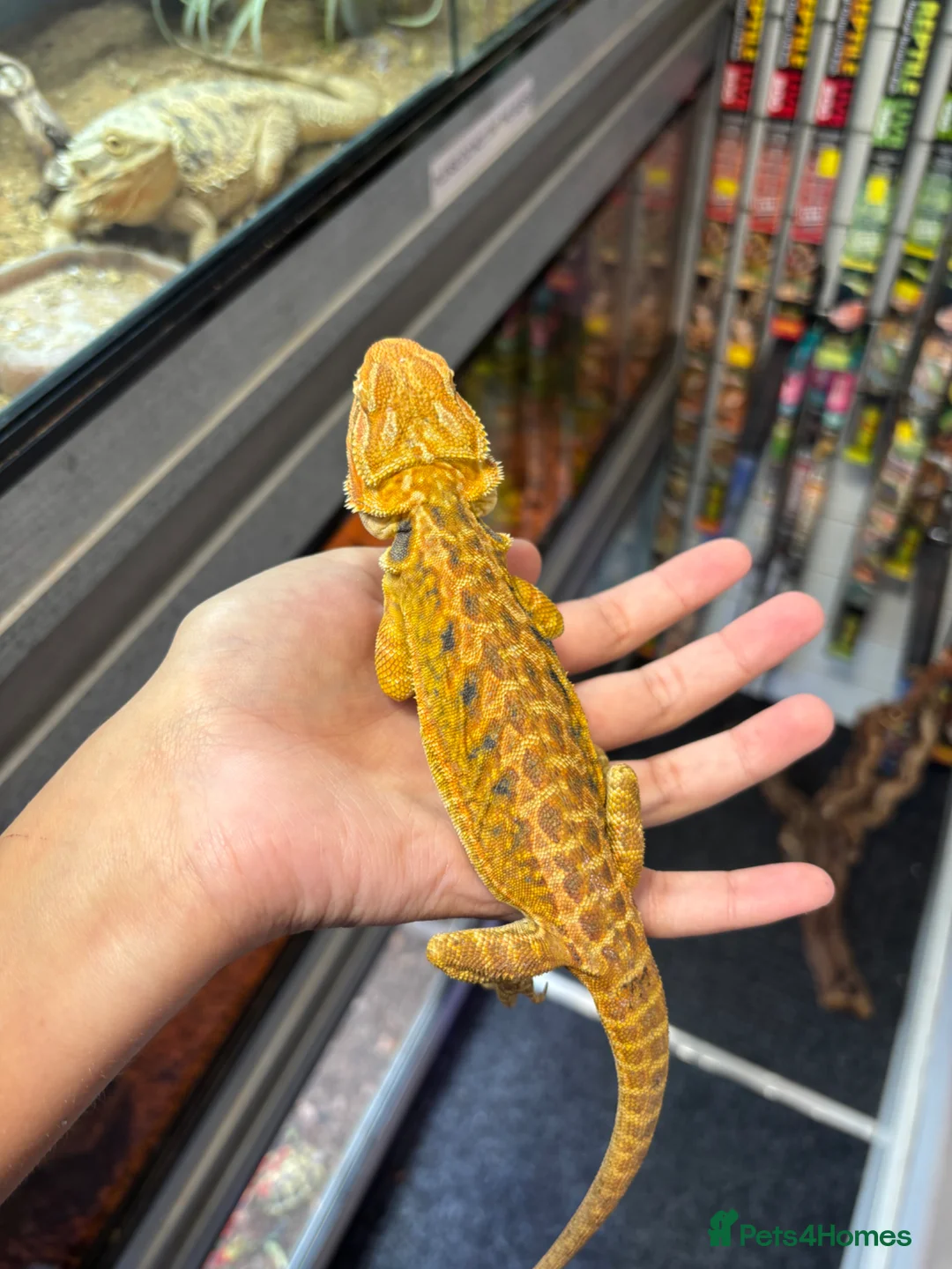 Bearded Dragon reptiles for sale: FEMALE yellow blue bar  - Advert 1