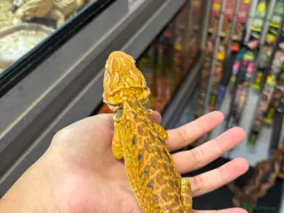 Bearded Dragon reptiles FEMALE yellow blue bar - Advert 5