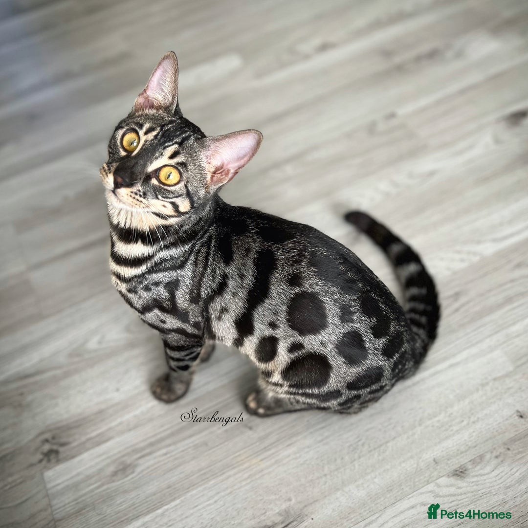 Bengal cats for sale: 🌟Pedigree bengal kittens🌟 - Advert 17