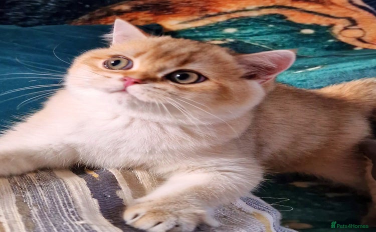 British Shorthair cats - Advert 16