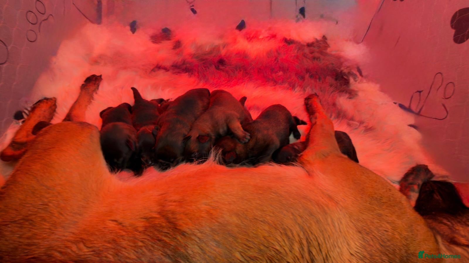 Belgian Shepherd Dog dogs Champion lines Dutch herder / Malinois puppies  - Advert 1