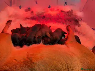 Belgian Shepherd Dog dogs Champion lines Dutch herder / Malinois puppies - Advert 1