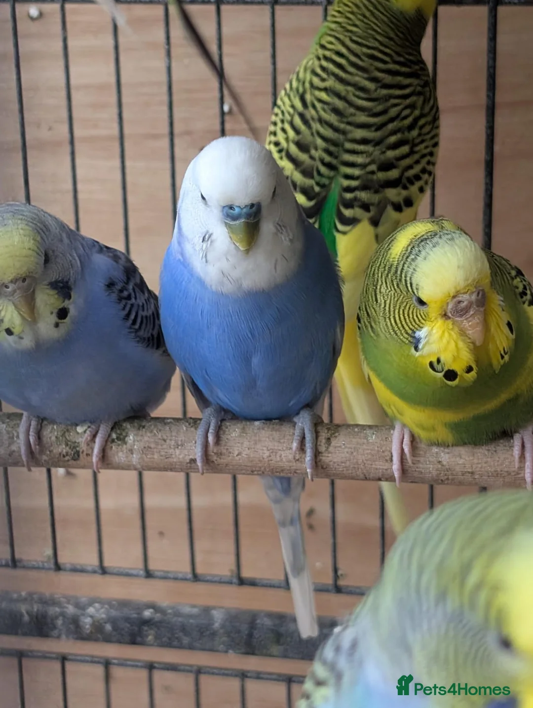 Budgerigars birds for sale: Beautiful Budgies All Healthy  - Advert 5