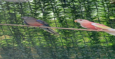 Parakeets birds - Advert 7
