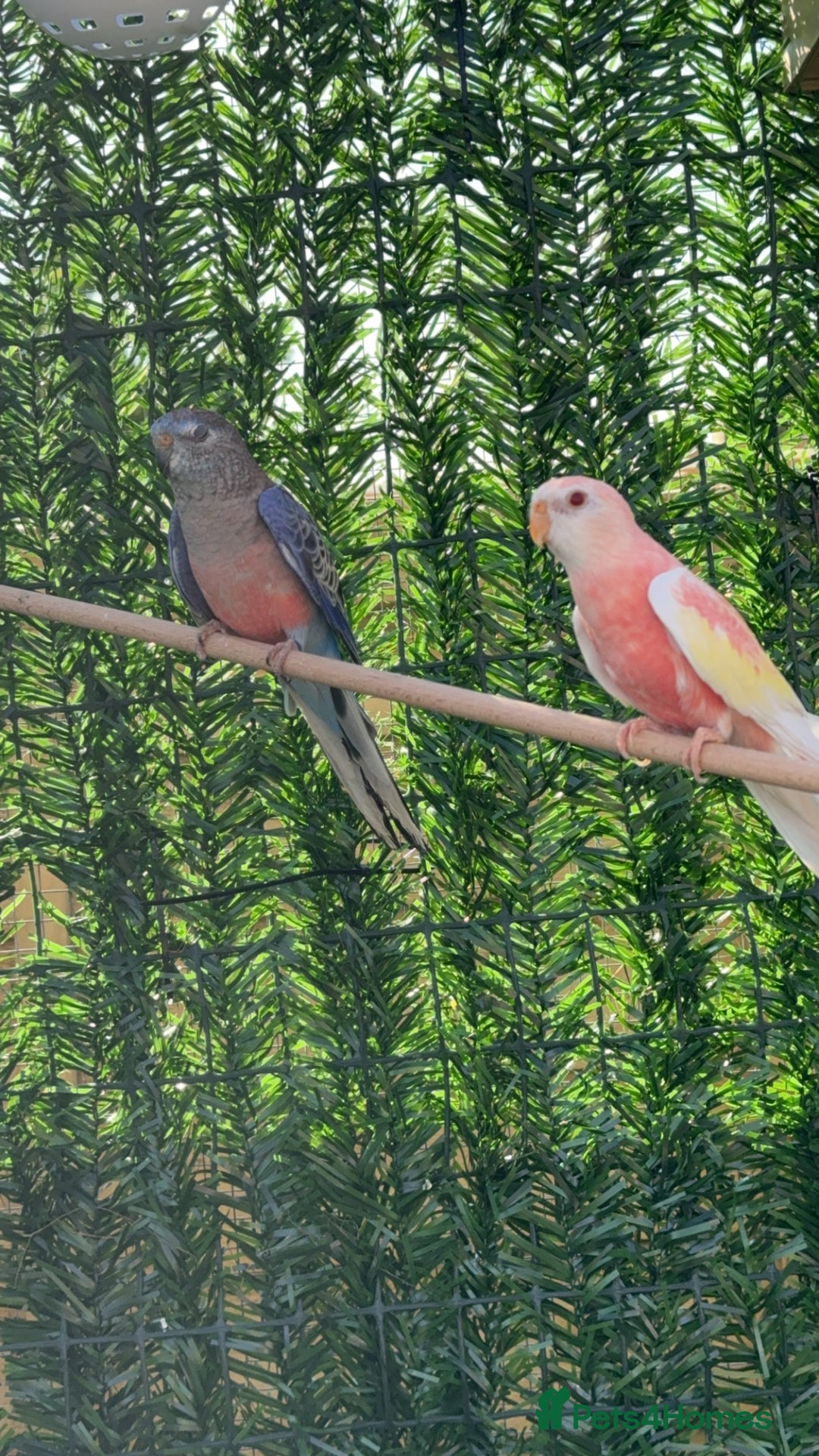 Parakeets birds for sale: Closing aviary variety of birds  - Image 2