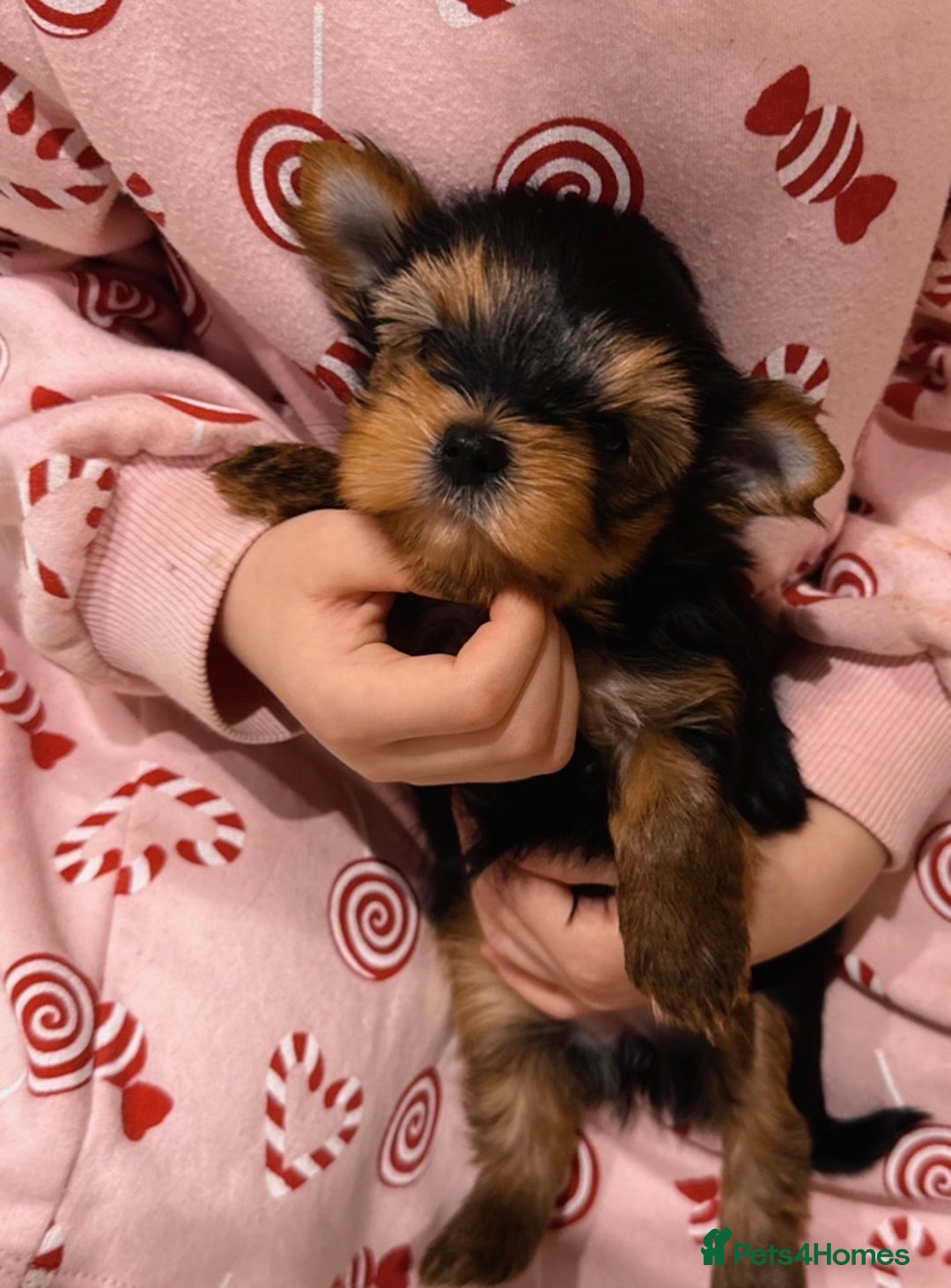 Mixed Breed dogs for sale: Pedigree Yorkshire terrier  - Advert 4