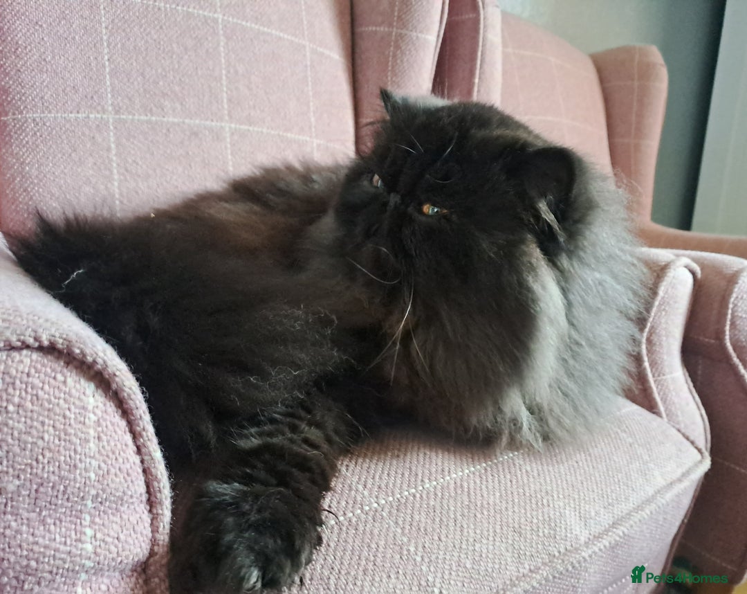 Persian cats for stud: GCCF brother's for stud!!  - Advert 8