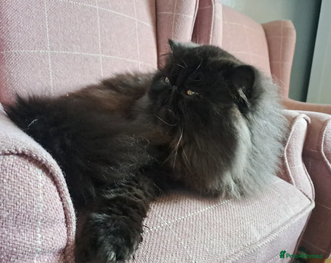 Persian cats for stud: GCCF brother's for stud!!  - Advert 8