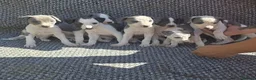 Whippet dogs for sale: Whippet puppies  in Tonbridge - Advert 4
