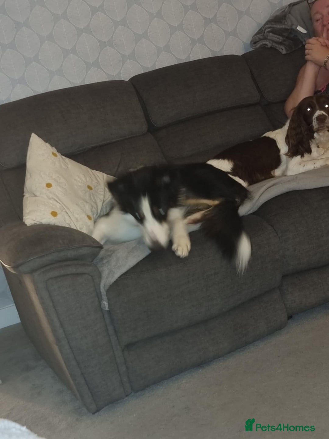 English Springer Spaniel dogs for sale: English springer spaniel for sale - Advert 6