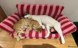 Arabian Mau cats for adoption: Two Bonded Rescue Cats for Adoption Together - Image 12