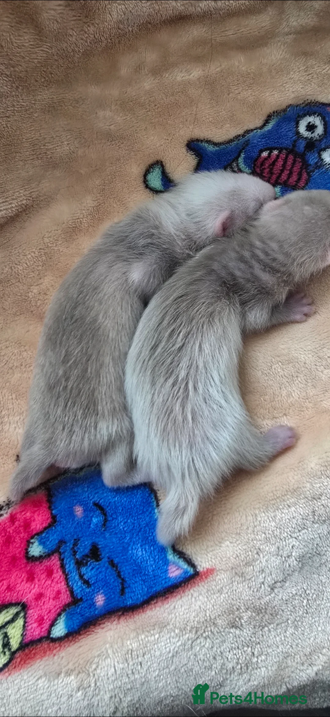 Ferret rodents for sale: 1 angora 1 semi angora hob - Advert 2