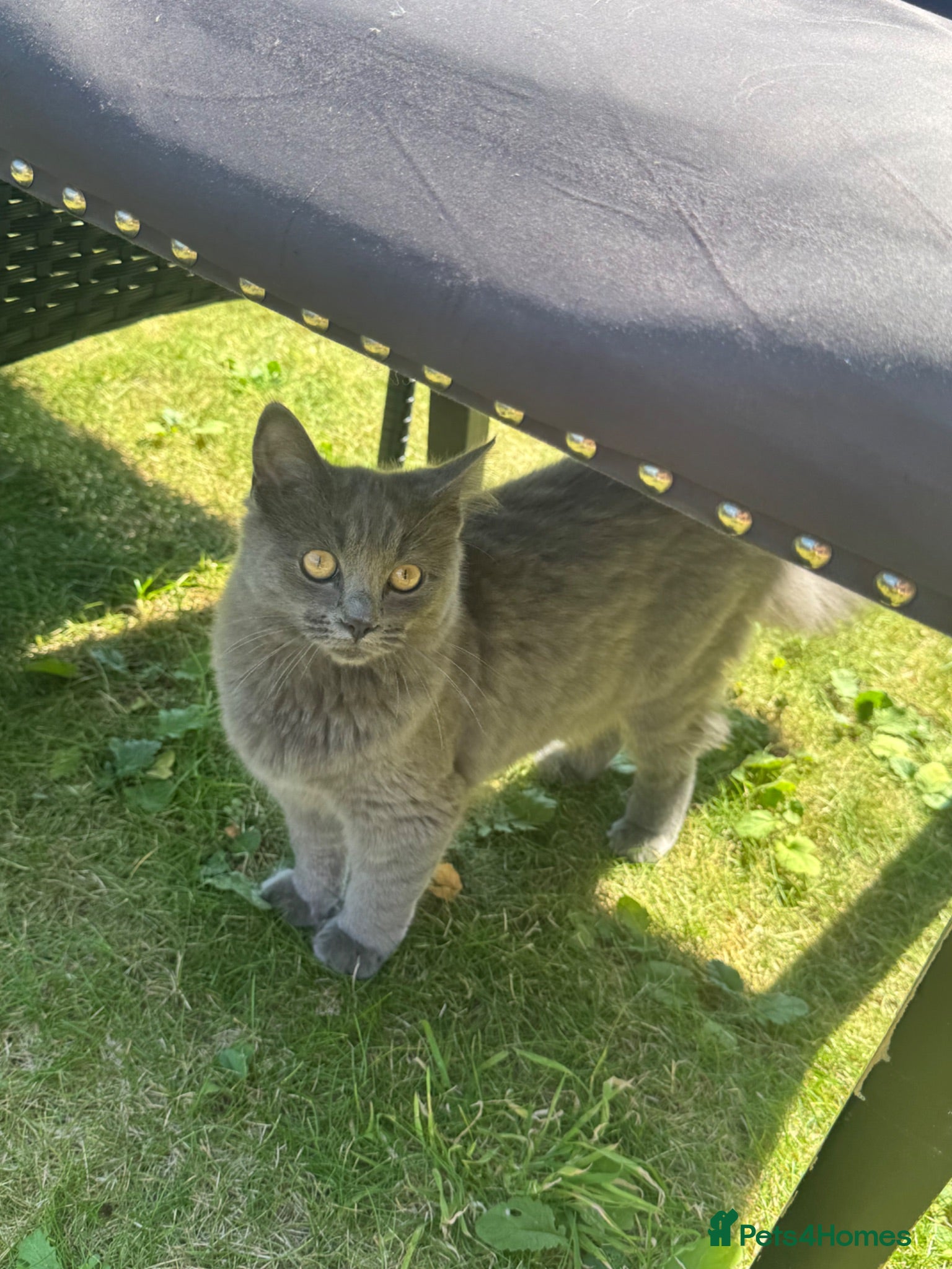 Mixed Breed cats Half ragdoll - Advert 1