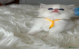 Ragdoll cats for sale: Beautiful pedigree kittens, show quality 💎❤️💎 - Image 20