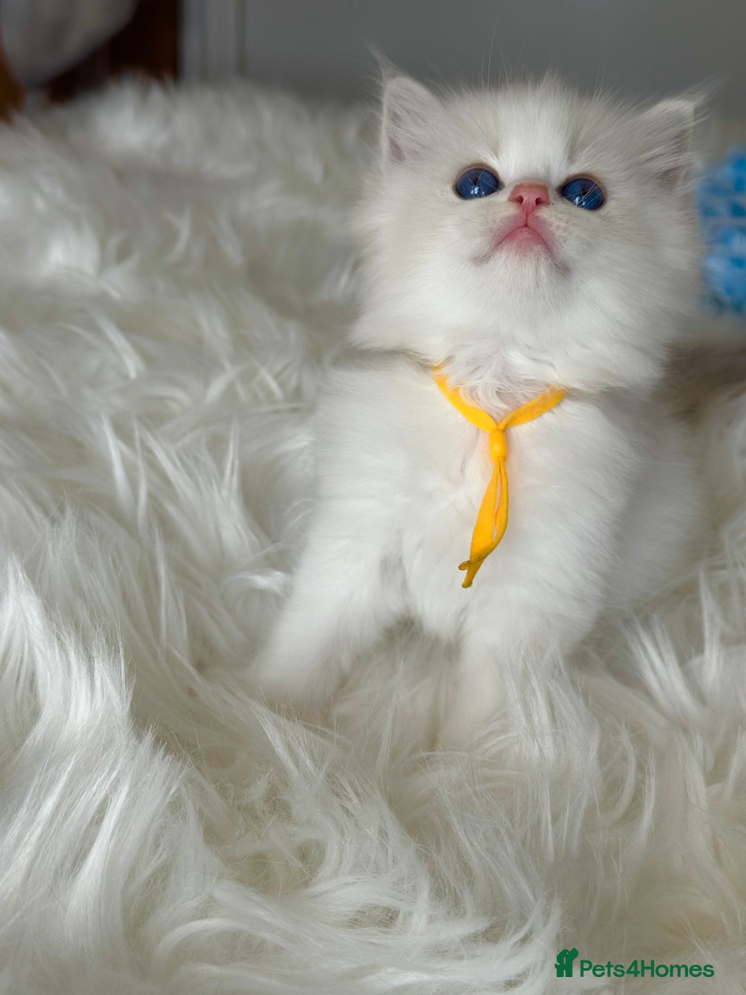 Ragdoll cats for sale: Beautiful pedigree kittens, show quality 💎❤️💎 - Image 20