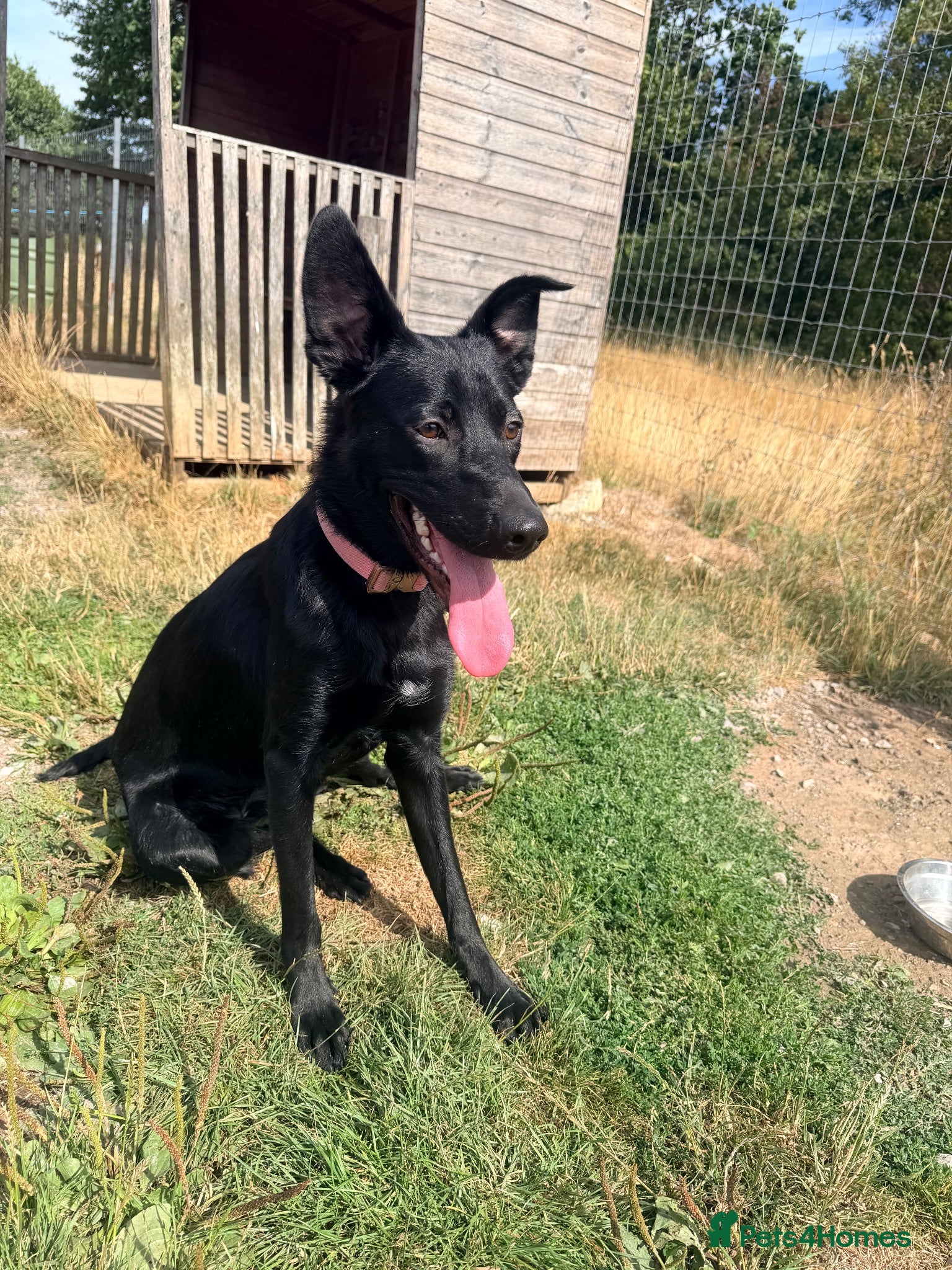 Mixed Breed dogs Rehome my bella - Advert 14
