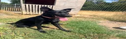 Mixed Breed dogs for sale: Rehome my bella - Advert 1