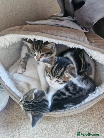 British Shorthair cats - Advert 1