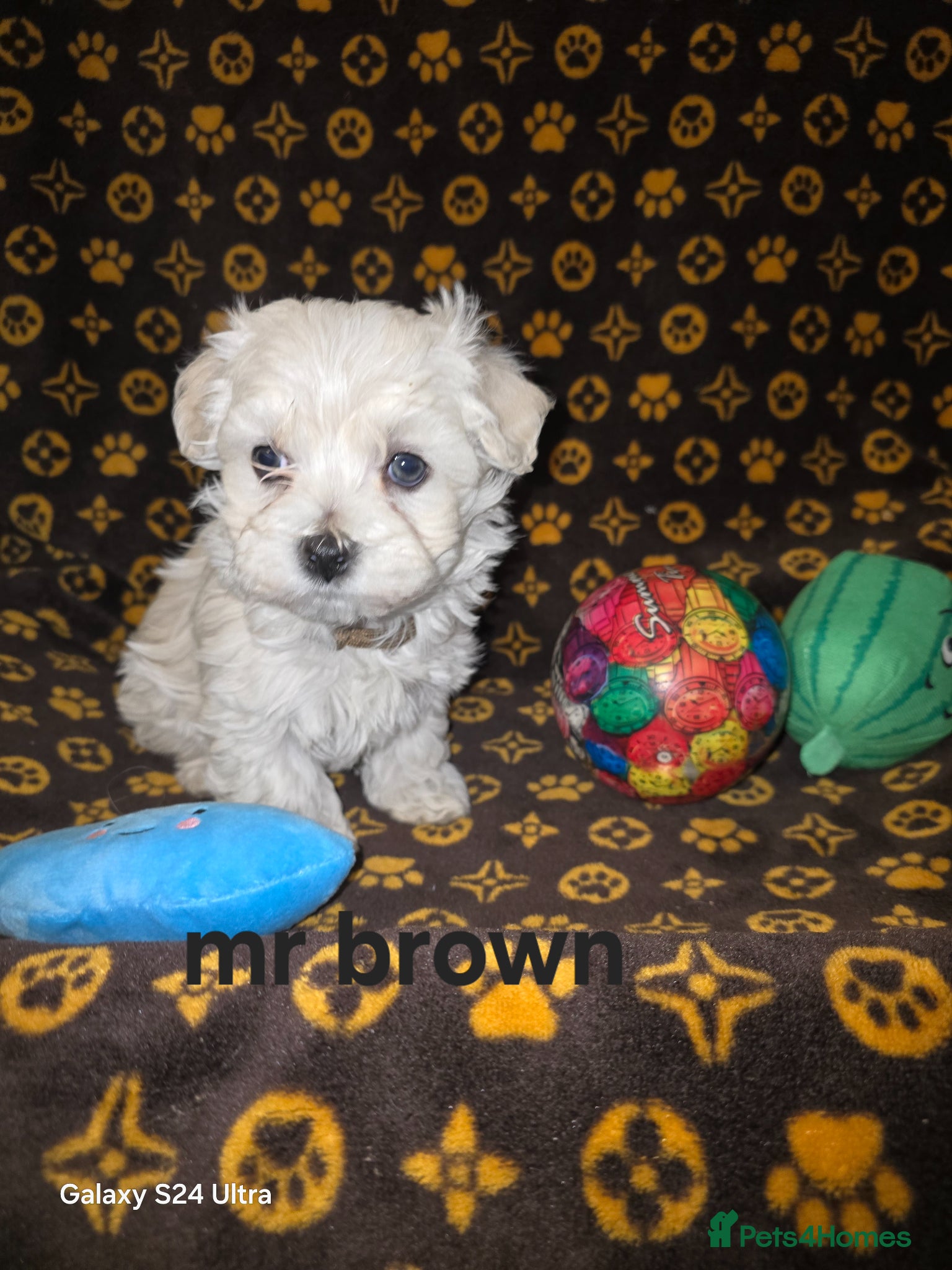 Maltipoo dogs  Extra small Korean Toy Maltipoo baby's  - Advert 12