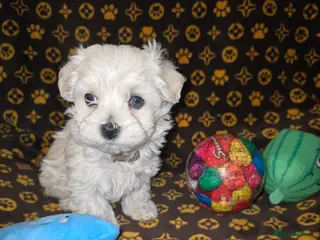 Maltipoo dogs Extra small Korean Toy Maltipoo baby's - Advert 12