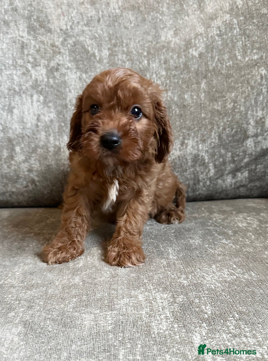 Cavapoo dogs for sale: Beautiful red cavapoos - Advert 15
