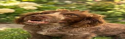 Cocker Spaniel dogs for sale: 🐶Stunning cocker spaniel pups🐶 - Advert 8