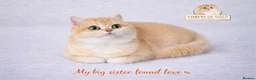 British Shorthair cats for sale: 🏆 Ny12 Golden British Shorthairs 🏆 - Advert 3