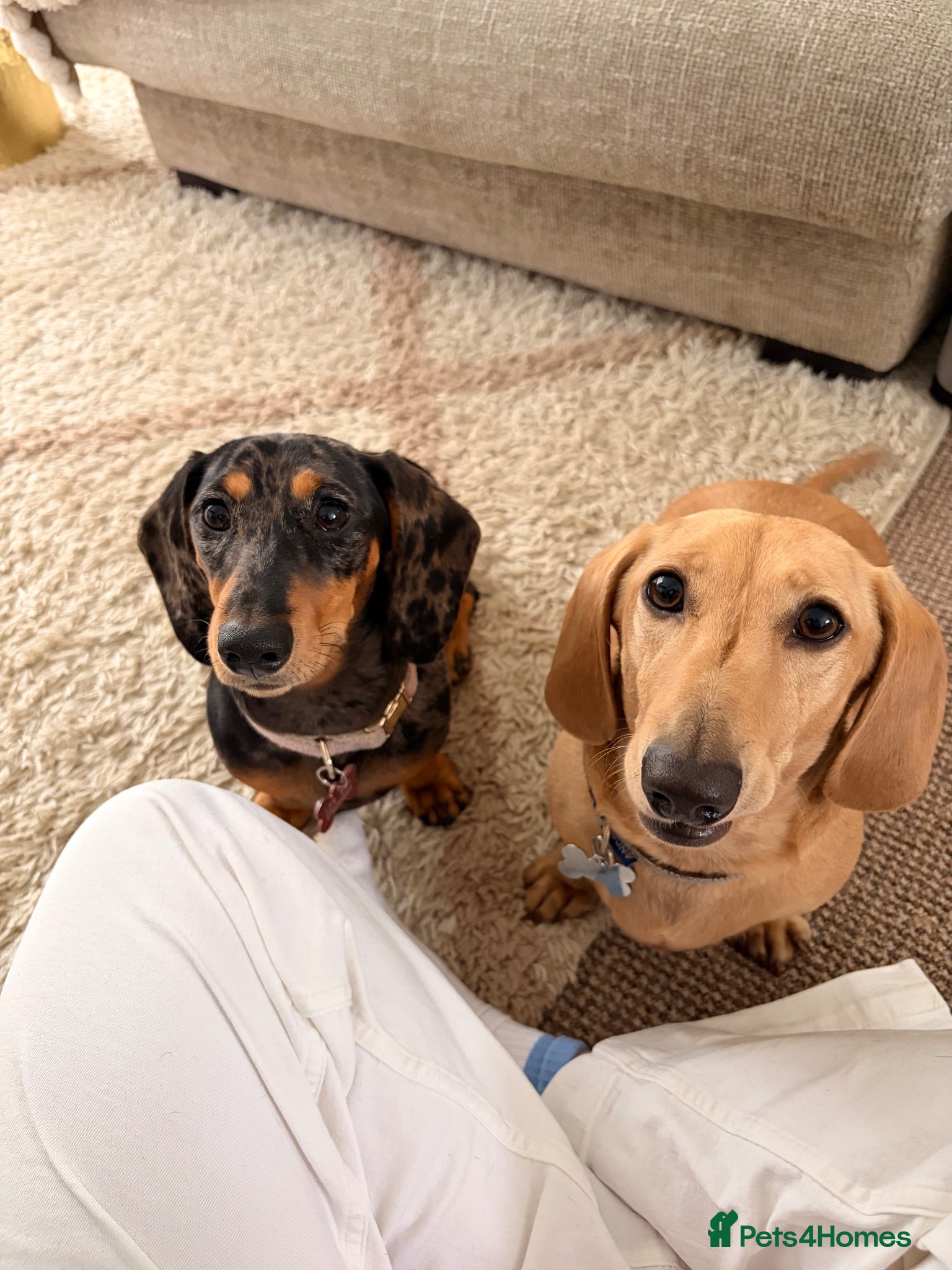 Miniature Dachshund dogs Male and female Dachshund for sale  - Advert 1