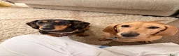 Miniature Dachshund dogs for sale: Male and female Dachshund for sale  - Advert 1