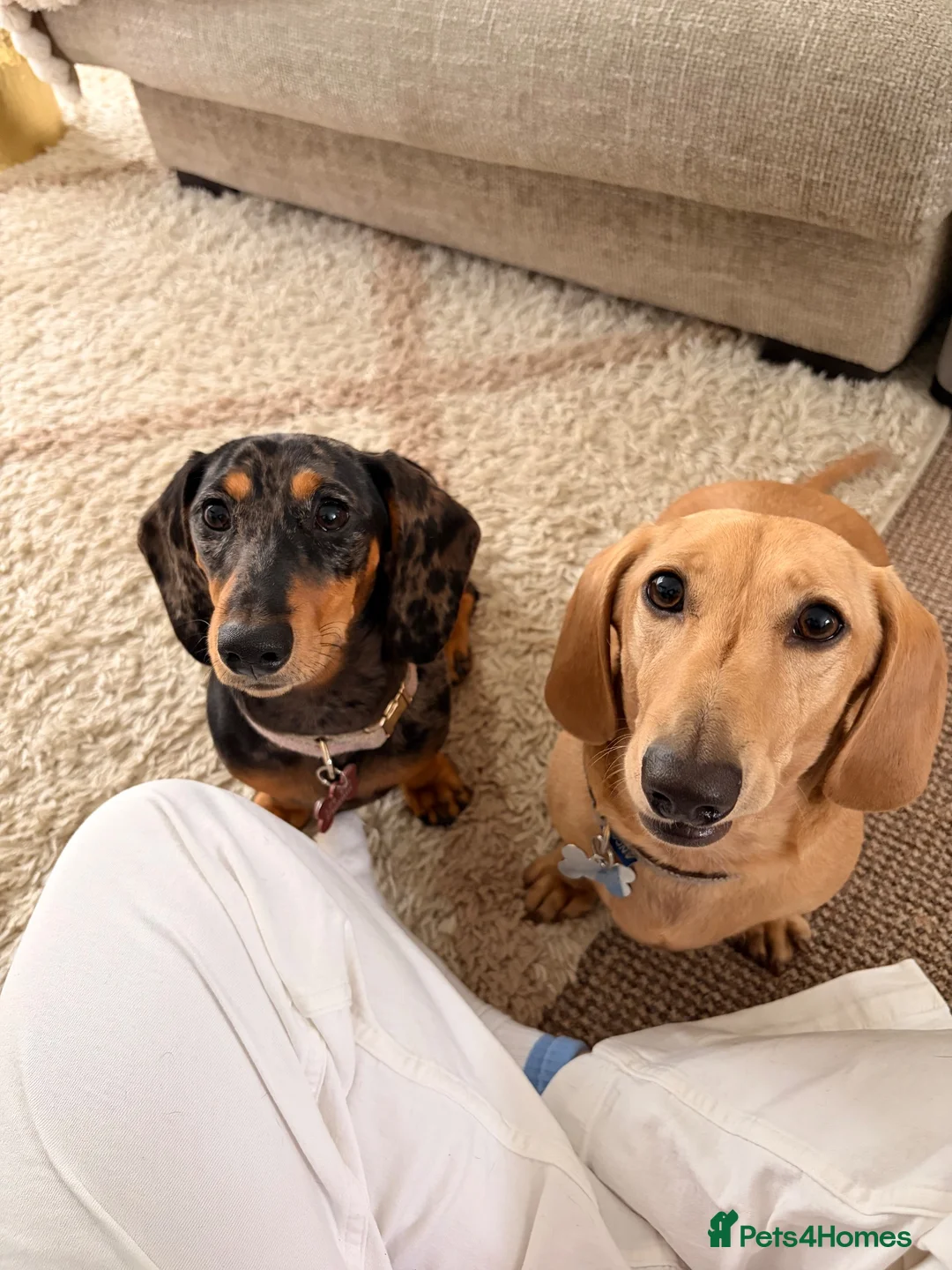 Miniature Dachshund dogs for sale: Male and female Dachshund for sale  - Advert 1
