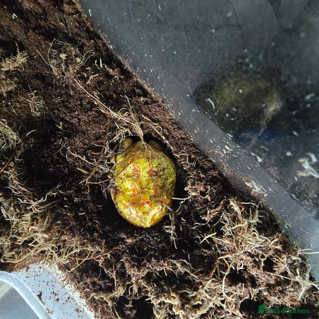 Frog reptiles for sale: Pac man frog - Advert 2