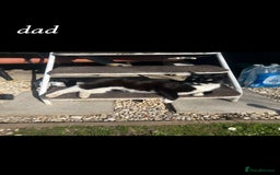 American Shorthair cats for sale: Mixed Shorthair Kittens - Image 7